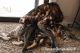 Bengal Cats for sale in Edmond, OK, USA. price: $400