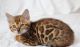 Bengal Cats for sale in New York, IA 50238, USA. price: NA
