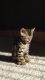 Bengal Cats for sale in South Lyon, MI 48178, USA. price: NA