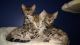 Bengal Cats for sale in Somerville, OH 45064, USA. price: NA