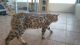 Bengal Cats for sale in Florida Pkwy, Buena Ventura Lakes, FL 34743, USA. price: NA