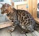 Bengal Cats for sale in Giddings, TX 78942, USA. price: NA