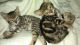 Bengal Cats for sale in Gadsden, AL, USA. price: NA