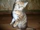 Bengal Cats for sale in Brunswick, GA, USA. price: NA