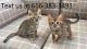 Bengal Cats for sale in San Antonio, TX, USA. price: NA