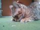 Bengal Cats for sale in Bethlehem, PA, USA. price: $700