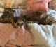 Bengal Cats for sale in Easton, PA, USA. price: $900