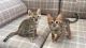 Bengal Cats for sale in Wenatchee, WA 98801, USA. price: NA