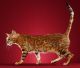 Bengal Cats for sale in Aurora, IL 60506, USA. price: $2,000