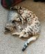 Bengal Cats for sale in Hollis, ME 04042, USA. price: $500