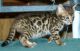 Bengal Cats for sale in NJ-35, Manasquan, NJ 08736, USA. price: NA