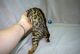 Bengal Cats for sale in Baltimore, MD, USA. price: $500