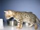 Bengal Cats for sale in Owensboro, KY 42301, USA. price: $300