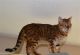 Bengal Cats for sale in Danville, VA, USA. price: NA