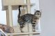 Bengal Cats for sale in Poway, CA, USA. price: $1,500