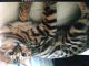 Bengal Cats for sale in Plymouth, MI 48170, USA. price: $1,100