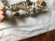 Bengal Cats for sale in Troutdale, OR 97060, USA. price: NA