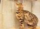 Bengal Cats for sale in Temple City, CA, USA. price: NA