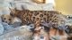 Bengal Cats for sale in Corona, CA, USA. price: NA
