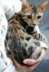 Bengal Cats for sale in Rancho Cucamonga, CA, USA. price: NA