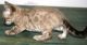 Bengal Cats for sale in Peotone, IL 60468, USA. price: NA