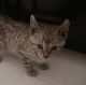 Bengal Cats for sale in Round Hill, VA 20141, USA. price: NA