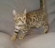 Bengal Cats for sale in Newalla, Oklahoma City, OK 74857, USA. price: $1,200