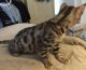 Bengal Cats for sale in Maryland Dr, Sidney, BC V8L, Canada. price: NA
