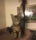 Bengal Cats for sale in Terre Haute, IN, USA. price: $300