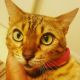 Bengal Cats for sale in Anaheim, CA, USA. price: NA