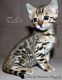Bengal Cats for sale in Hurricane, WV, USA. price: NA