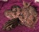 Bengal Cats for sale in Fairfax, VA, USA. price: NA