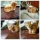 Bengal Cats for sale in Shepherd, TX 77371, USA. price: NA