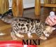 Bengal Cats for sale in Richmond, VA, USA. price: NA