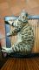 Bengal Cats for sale in Normal, IL, USA. price: NA