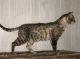 Bengal Cats for sale in Sterling Heights, MI, USA. price: NA