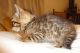Bengal Cats for sale in Sacramento, CA 94297, USA. price: $500