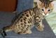 Bengal Cats for sale in Walnut, CA, USA. price: NA