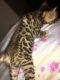 Bengal Cats for sale in Oklahoma City, OK, USA. price: $400