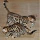 Bengal Cats for sale in Lufkin, TX, USA. price: NA