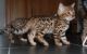 Bengal Cats for sale in Eustis, FL, USA. price: NA