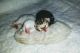 Bengal Cats for sale in Walton, IN 46994, USA. price: NA