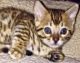 Bengal Cats for sale in Deer Lodge, TN 37726, USA. price: NA