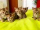 Bengal Cats for sale in Bristol, VA, USA. price: NA