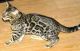 Bengal Cats for sale in Des Moines, IA, USA. price: $1,200