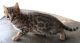 Bengal Cats for sale in Columbus, OH, USA. price: NA