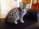 Bengal Cats for sale in Colorado Springs Dr, Springfield, VA 22153, USA. price: $300