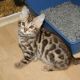 Bengal Cats for sale in MN-7, Silver Lake, MN 55381, USA. price: NA