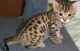 Bengal Cats for sale in Hawaii Kai, Honolulu, HI, USA. price: $300