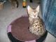Bengal Cats for sale in Charter Twp of Clinton, MI, USA. price: NA